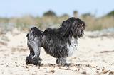 PETIT CHIEN LION 049